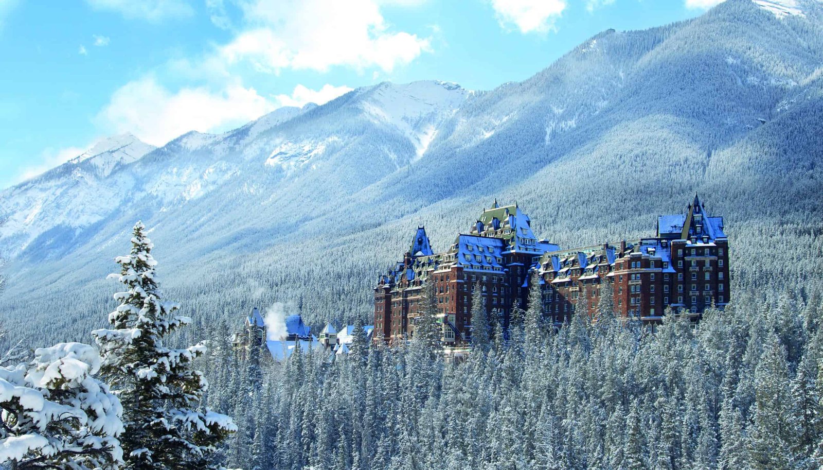 The four trees are covered in snow.