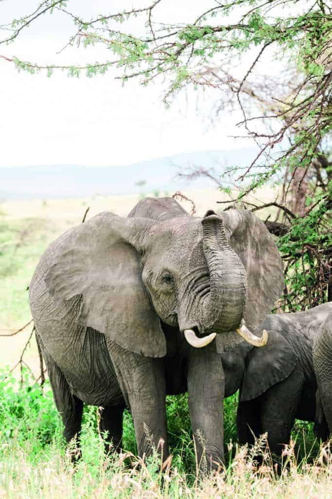 Two wild elephants standing next to each other, their large hearts beating in unison.