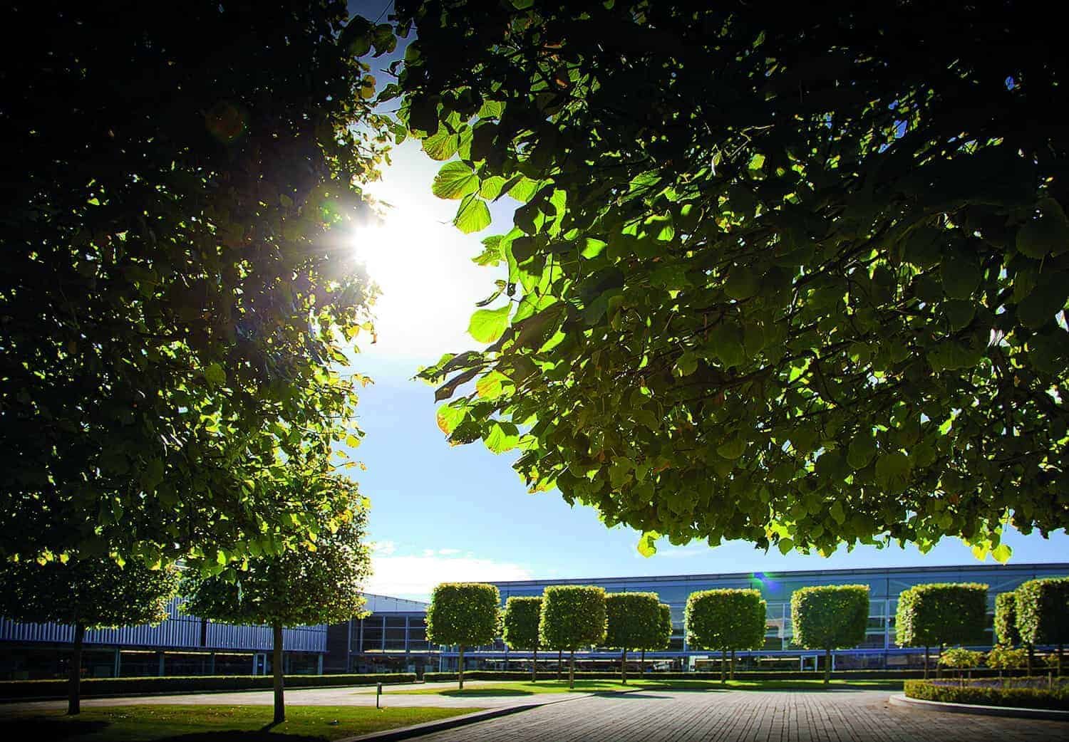 The sun is shining through the trees.