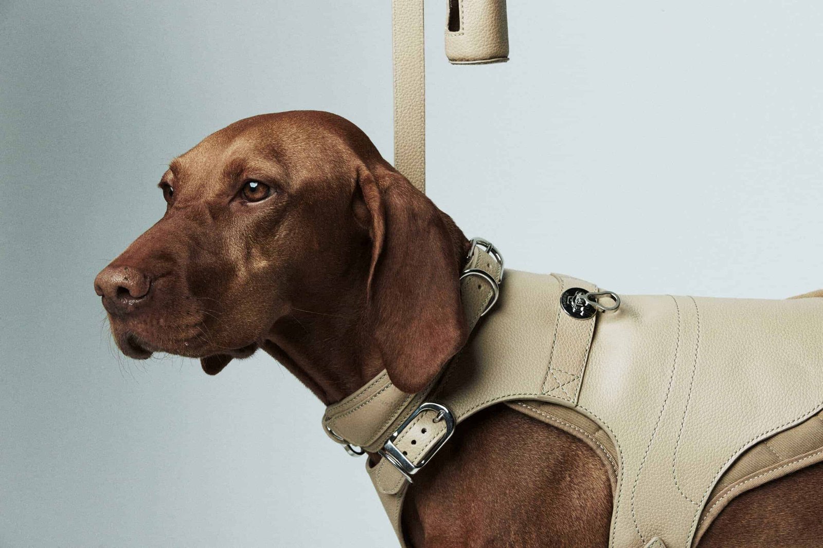 A brown dog, a pack leader, wearing a leather harness.