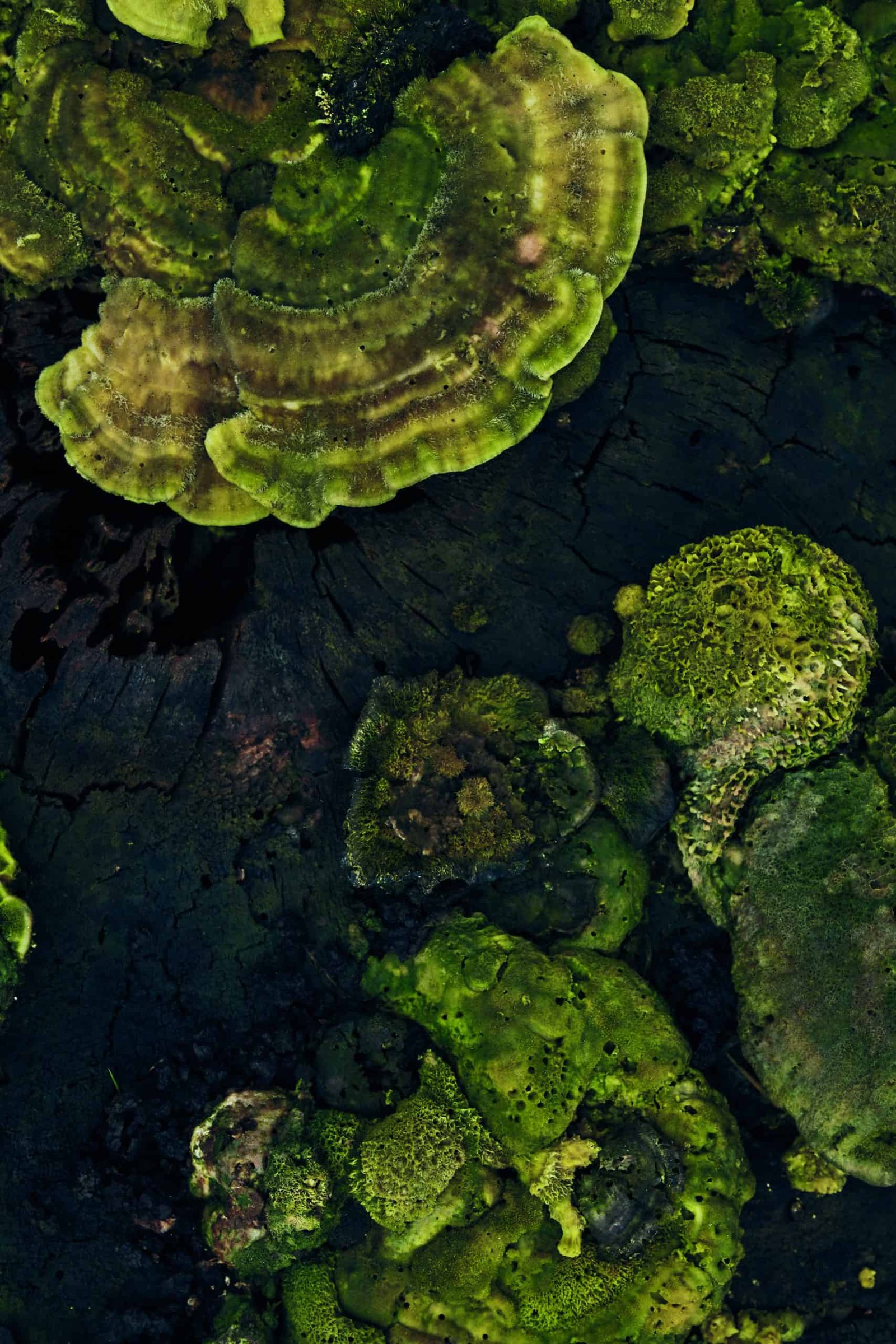 A close up of green algae with visible pores in a pond.