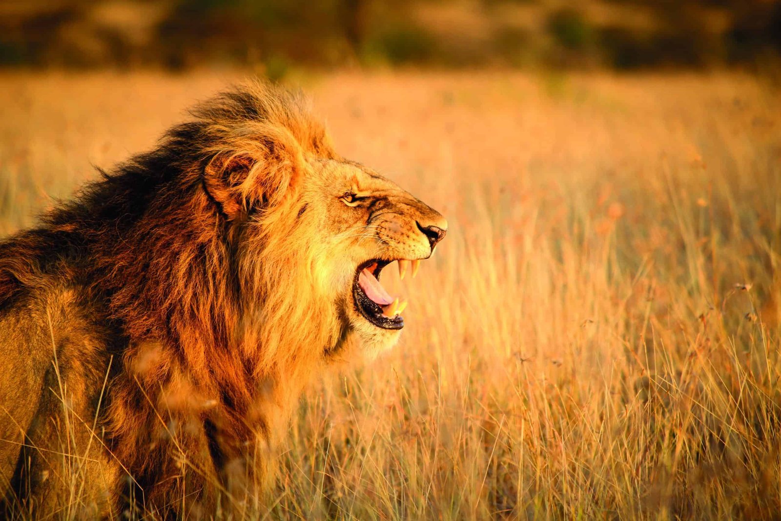 A wild lion roars in the heart of the grass.