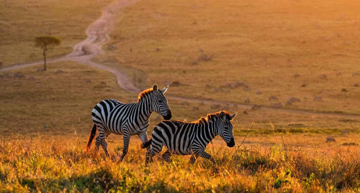 Two zebras travel soulfully in a grassy field at sunset.
