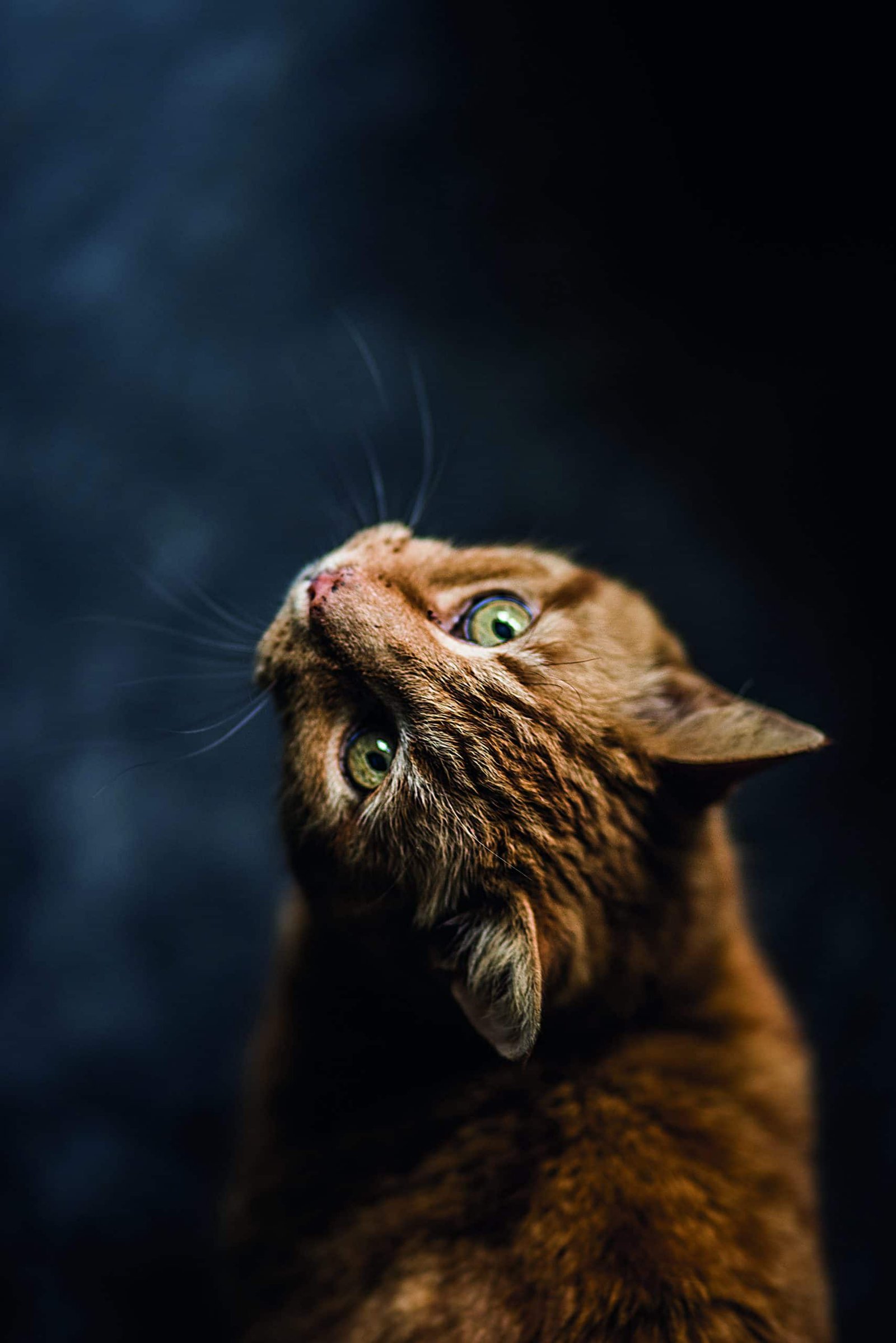 A orange tabby cat gazing up at the sky with care.
