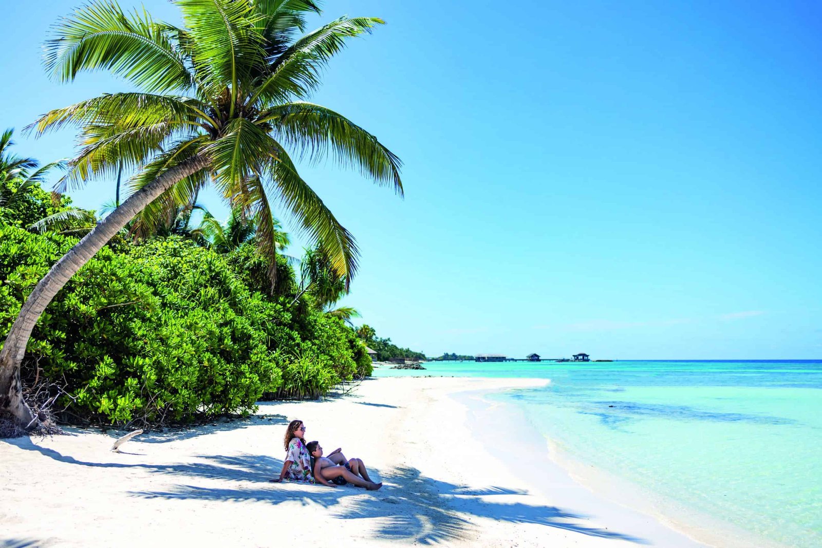 Two people sailing away on a sandy beach under a palm tree.