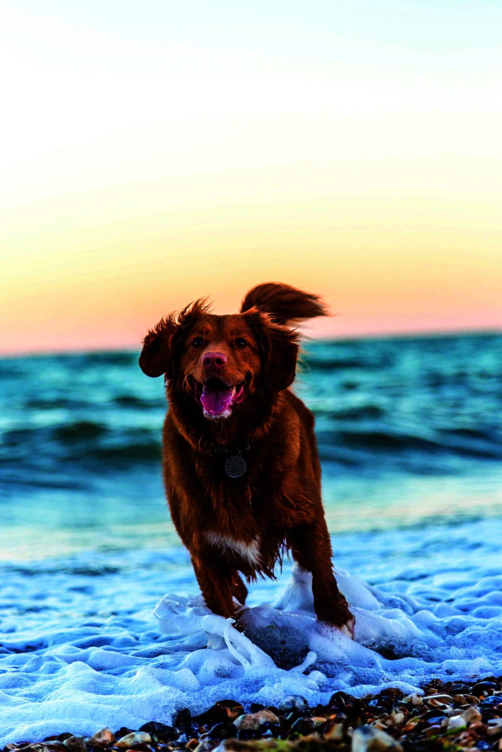 A brown dog enjoying a sunset run on the beach, receiving tender care.