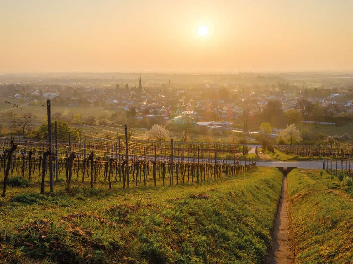 The sun is setting over a grapevine in a town.